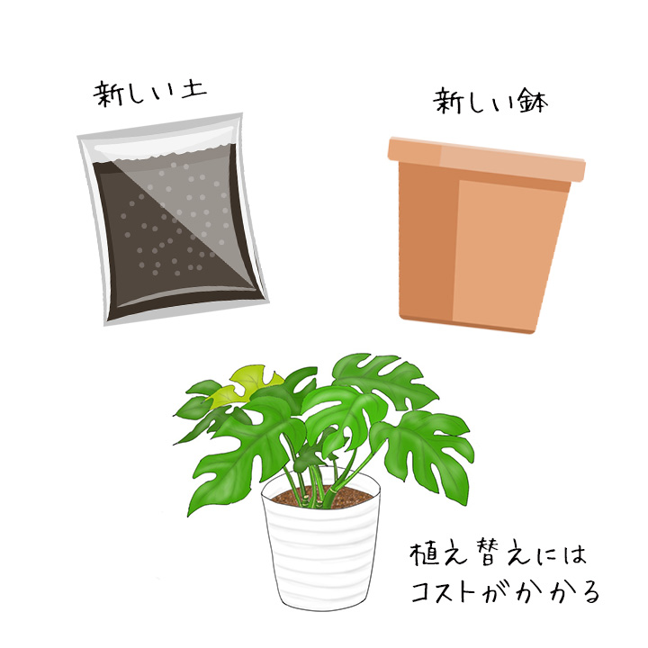 根詰まりで弱った植物を復活させたい 特集 読みもの E 花屋さん