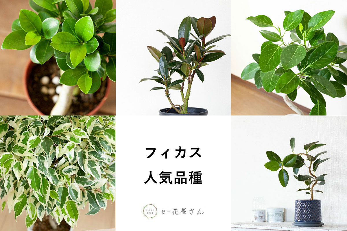 フィカス｜観葉植物でも人気の10種類！置き場所や育て方のコツ￼ 特集・読みもの e-花屋さん