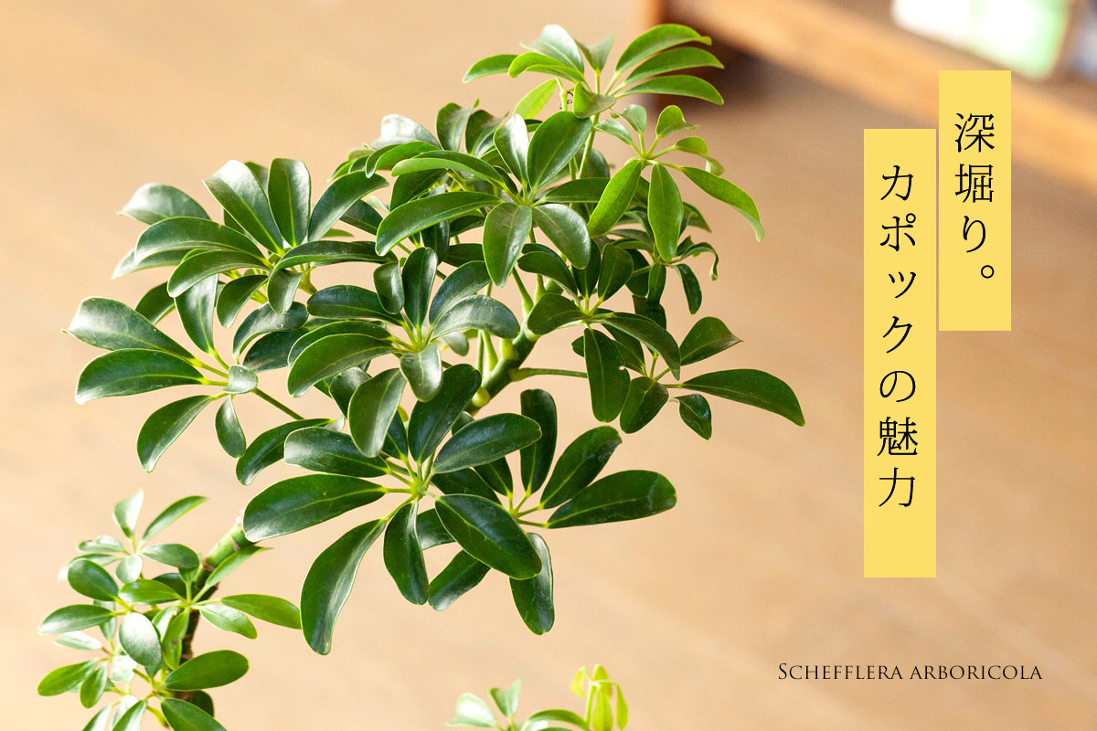 カポック（シェフレラ）の魅力｜剪定・植え替え、育て方を解説 | 特集・読みもの | e-花屋さん